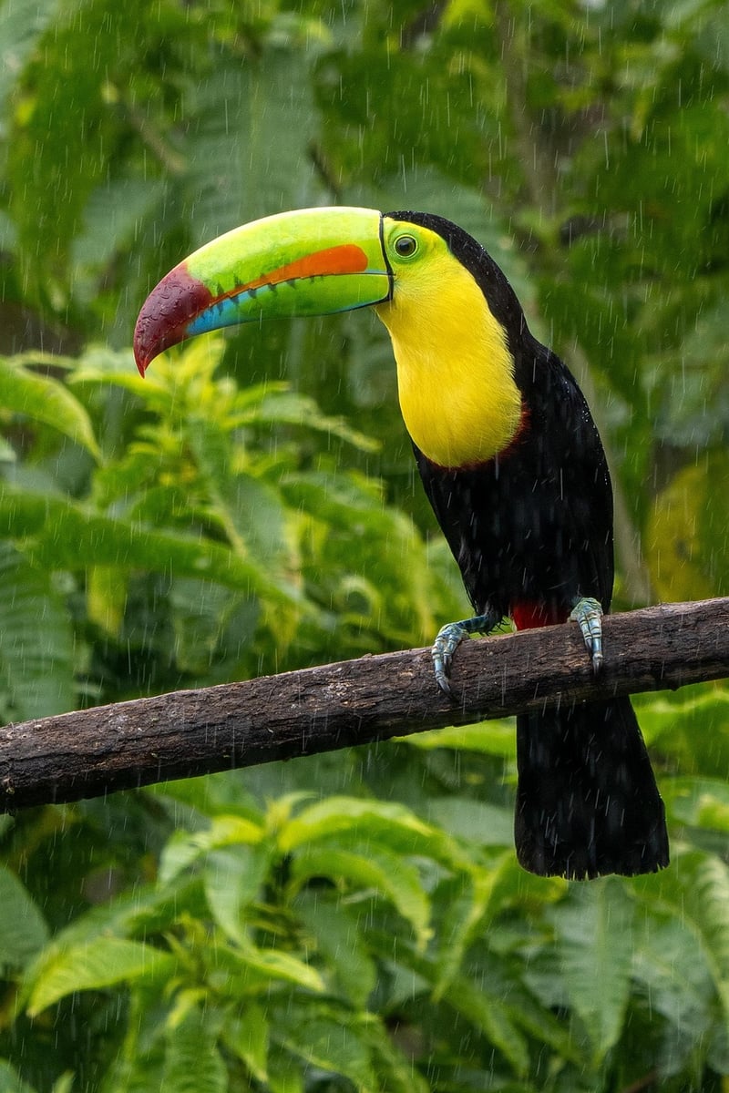 Rainforest